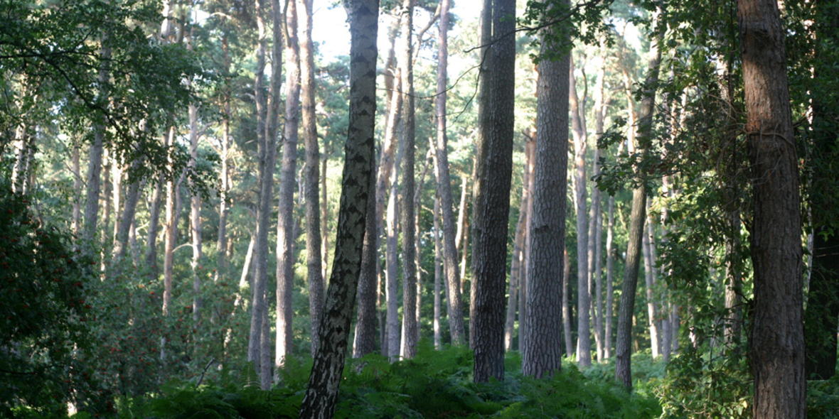 NABU: Naturnahe Wälder sind Verbündete im Kampf gegen Klimawandel