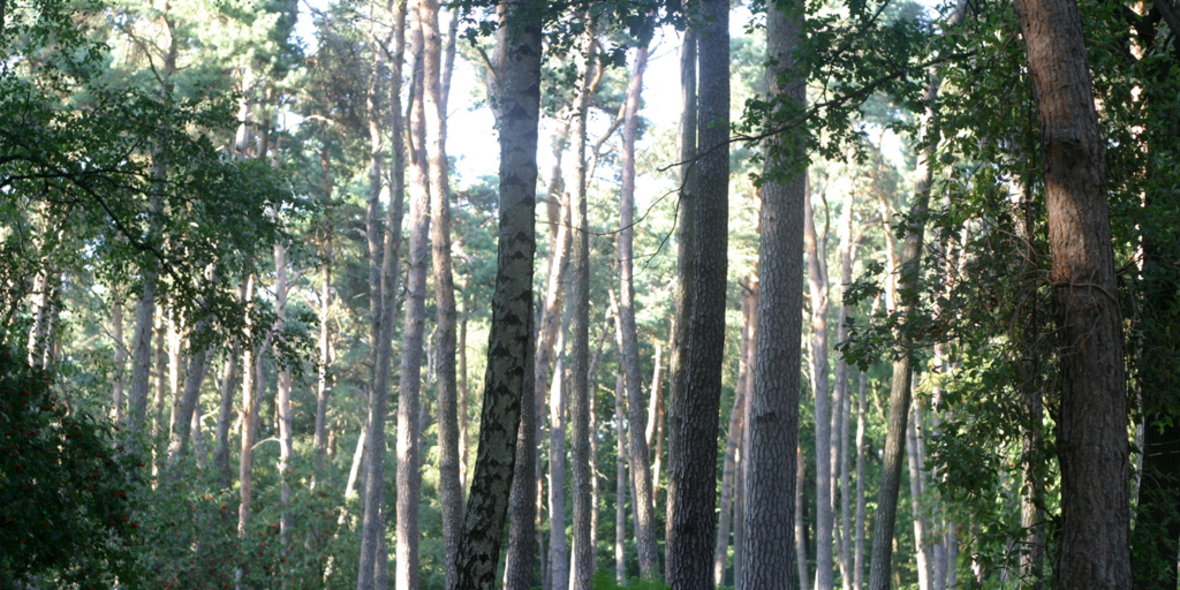 Investition in deutschen Wald