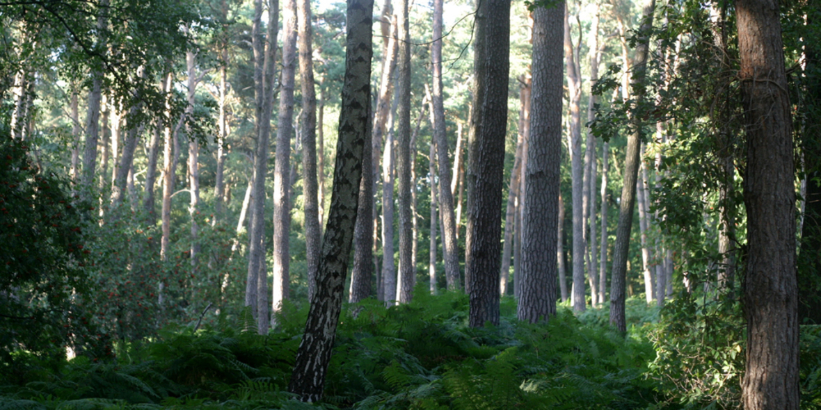 Wälder schützen für eine grünere Zukunft