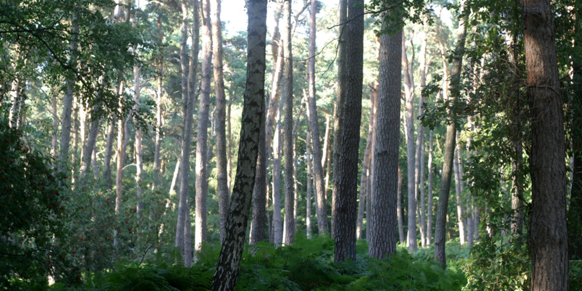 Für mehr Naturwälder von morgen