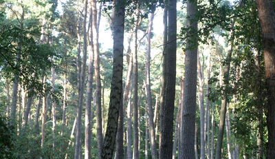 Wie die Europäische Energiepolitik Wälder gefährdet