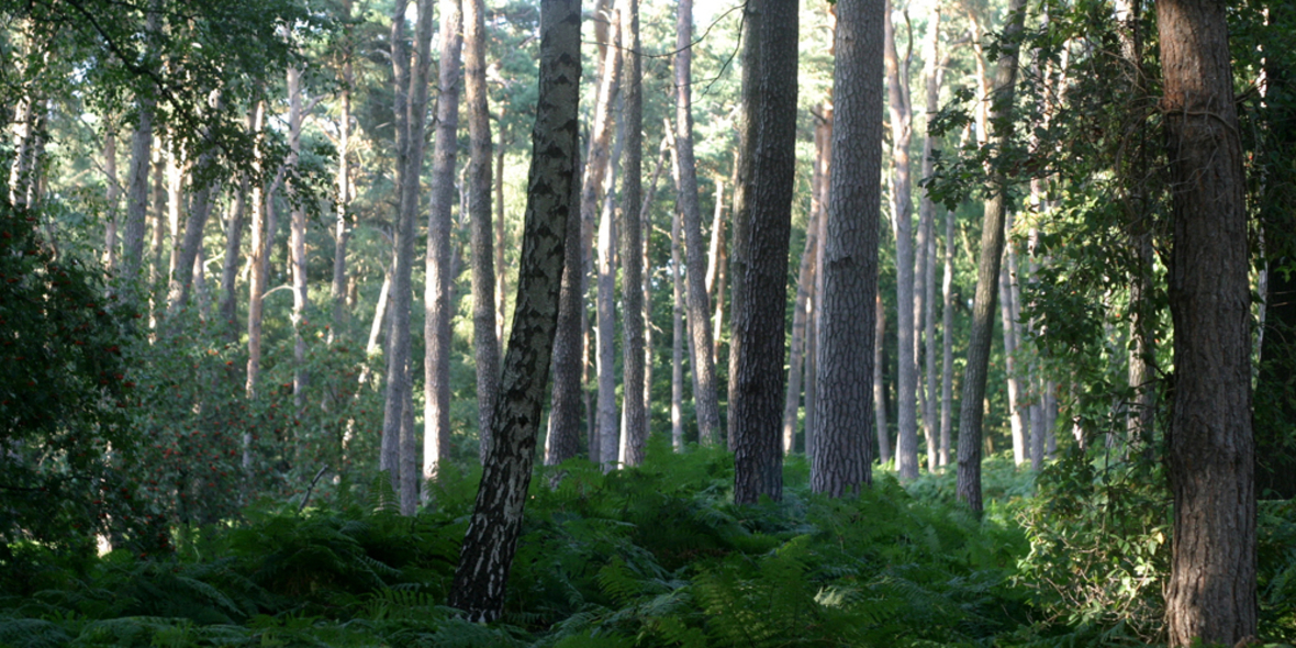 Dem Wald auf den Puls gefühlt