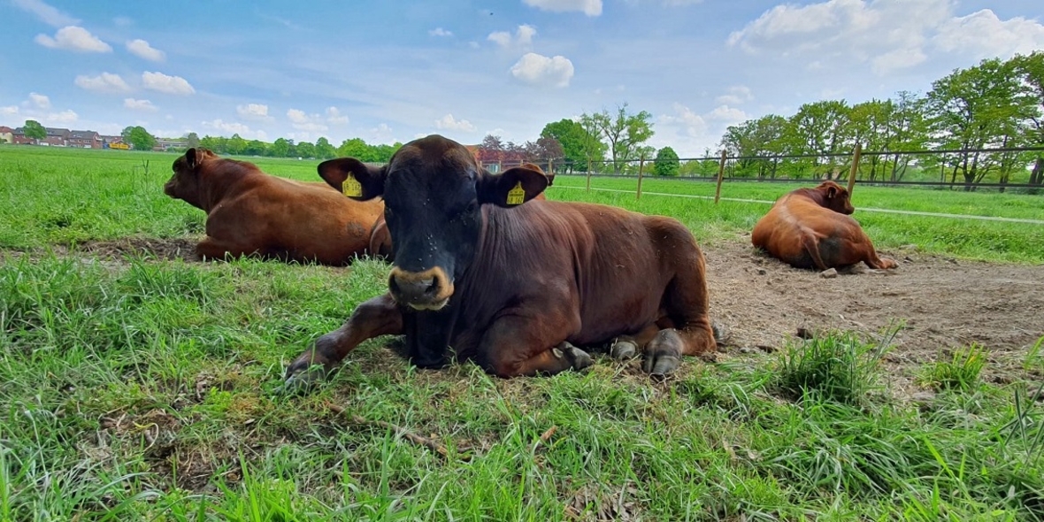 Biopolymer stoppt Methanausstoß bei Rindern