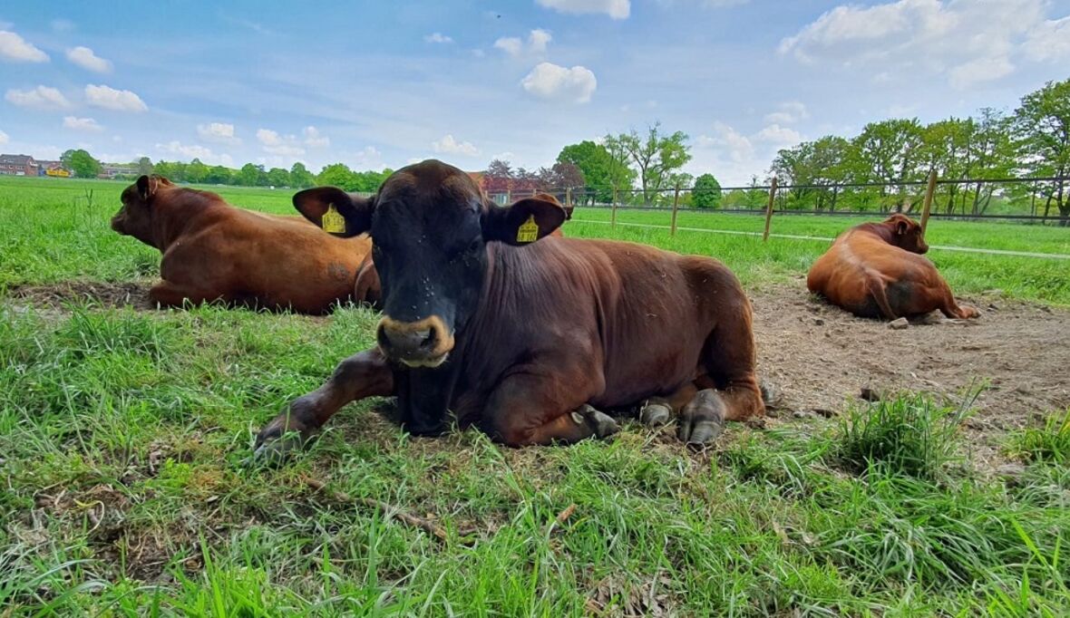 Biopolymer stoppt Methanausstoß bei Rindern
