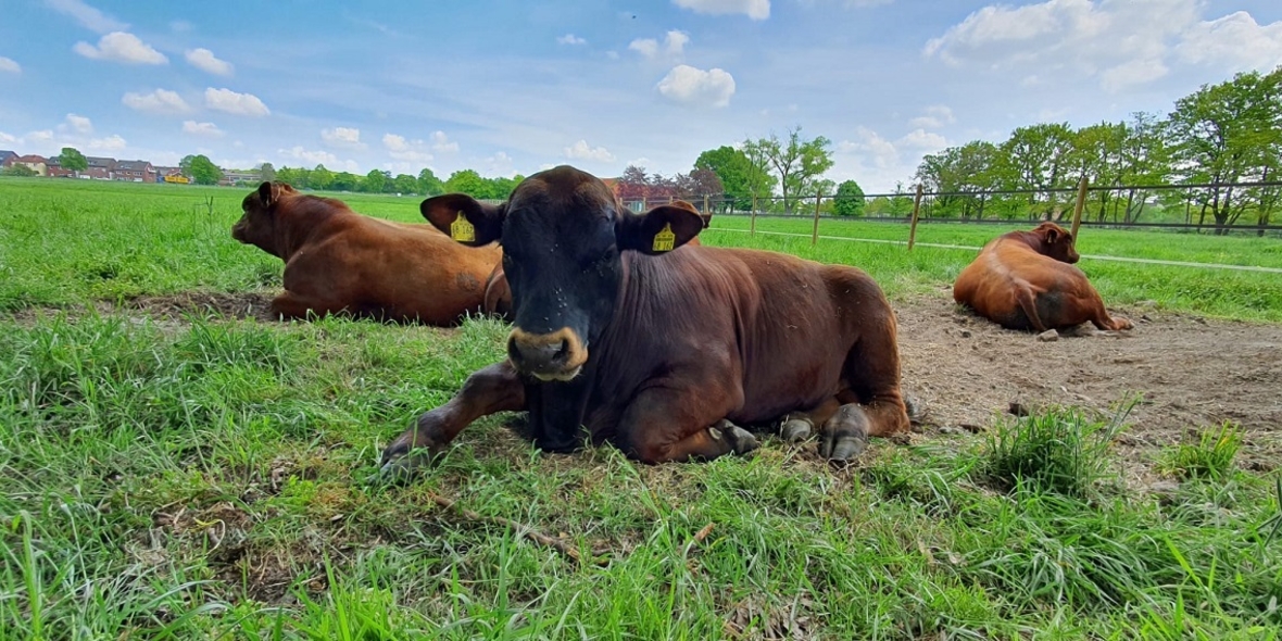 Tierschutz wichtiger als Ökologie beim Lebensmittelkauf