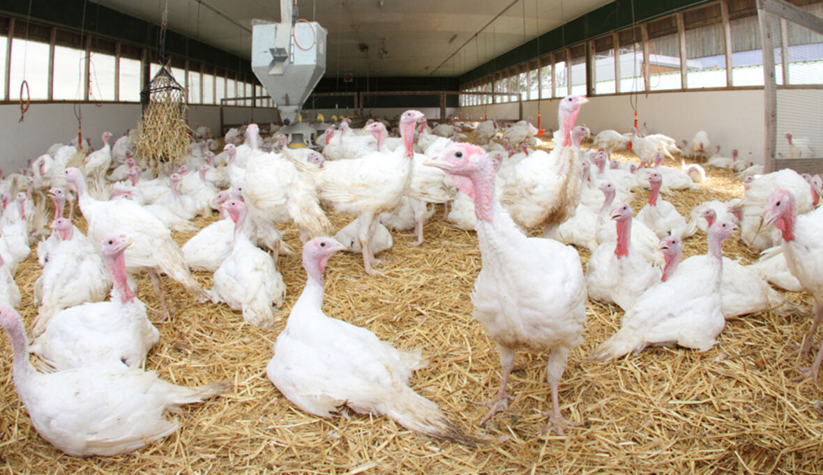 Keimiges Putenfleisch