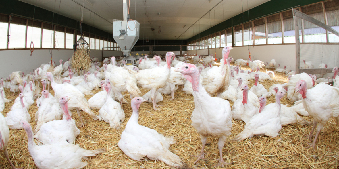 McDonald's will Einsatz von Antibiotika weiter senken