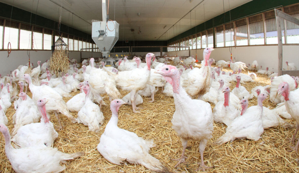 McDonald's will Einsatz von Antibiotika weiter senken