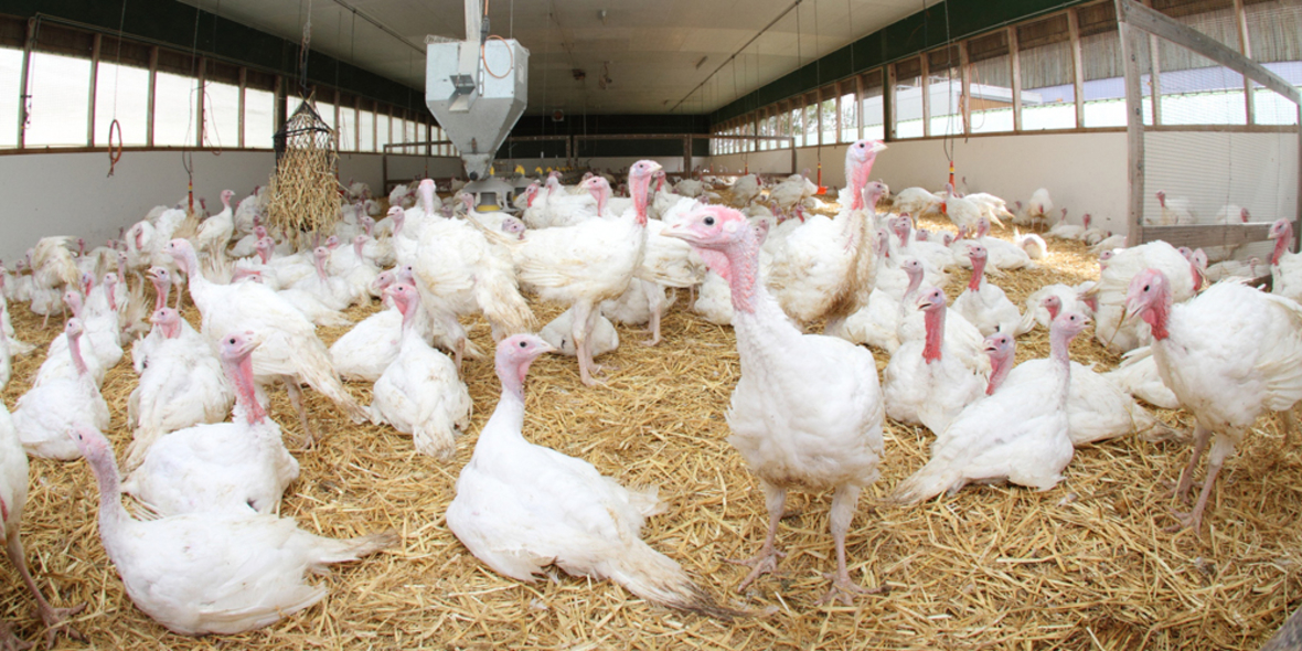 15.500 Tiere sterben Hitzetod in Ställen 