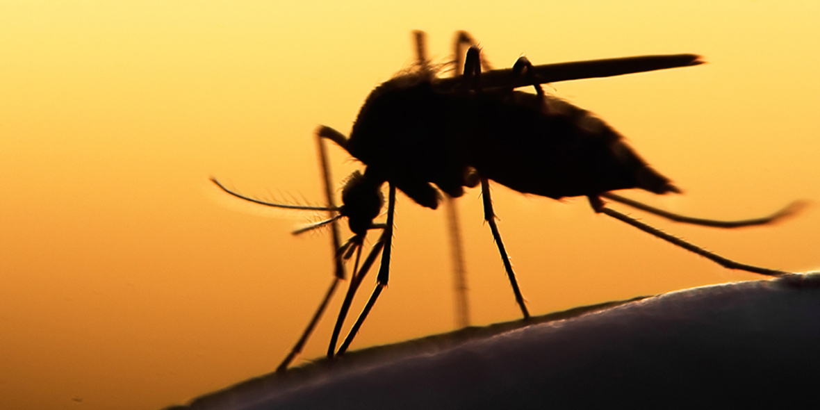 Klimawandel treibt Malariamücken nach Europa