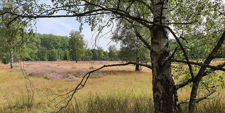Wälder stärken, Natur schützen: Neue Empfehlungen zur Wiederherstellung der Ökosysteme