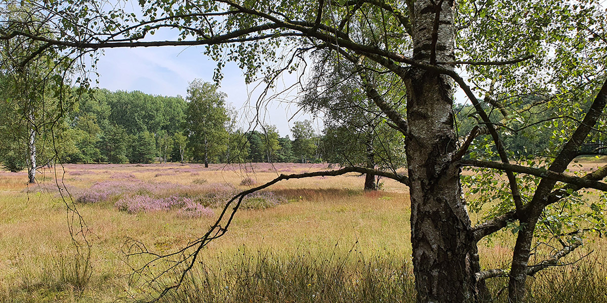 Wälder stärken, Natur schützen: Neue Empfehlungen zur Wiederherstellung der Ökosysteme