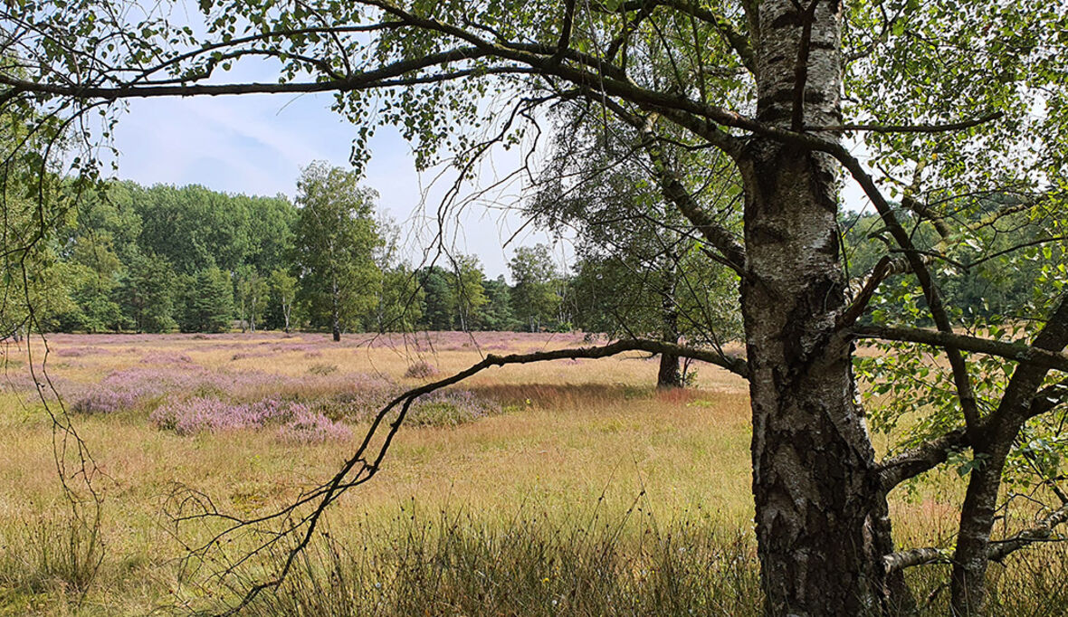 Wälder stärken, Natur schützen: Neue Empfehlungen zur Wiederherstellung der Ökosysteme