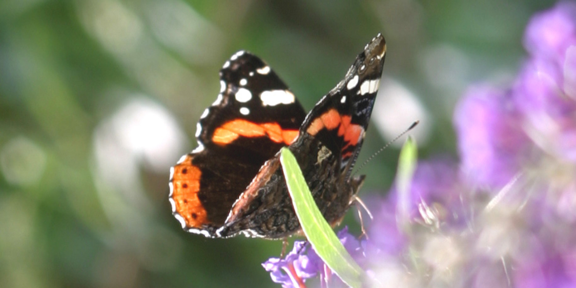 Mit Handbuch und Computerspiel gegen den Verlust von Biodiversität