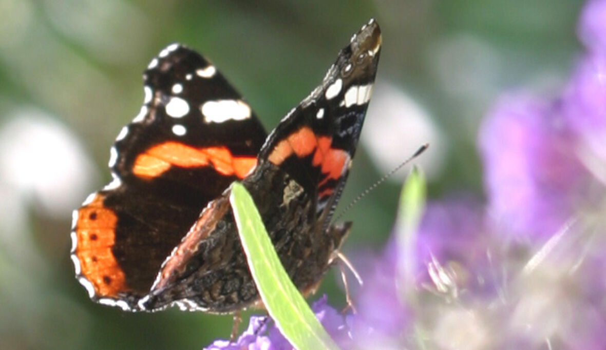 Frühjahrsputz - Die Verbraucher Initiative e. V. über umweltfreundliche Reinigungsmittel