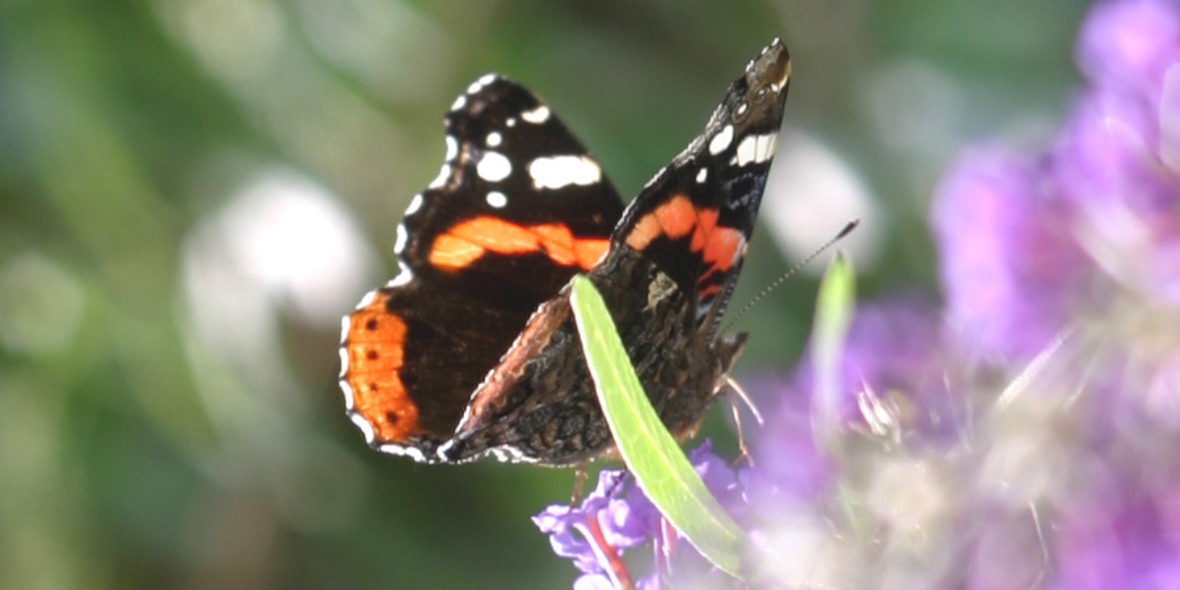 Keine zielgenauen Maßnahmen zum Erhalt der Artenvielfalt