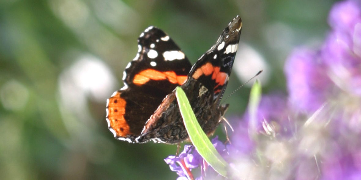 Ein Garten für Schmetterlinge 