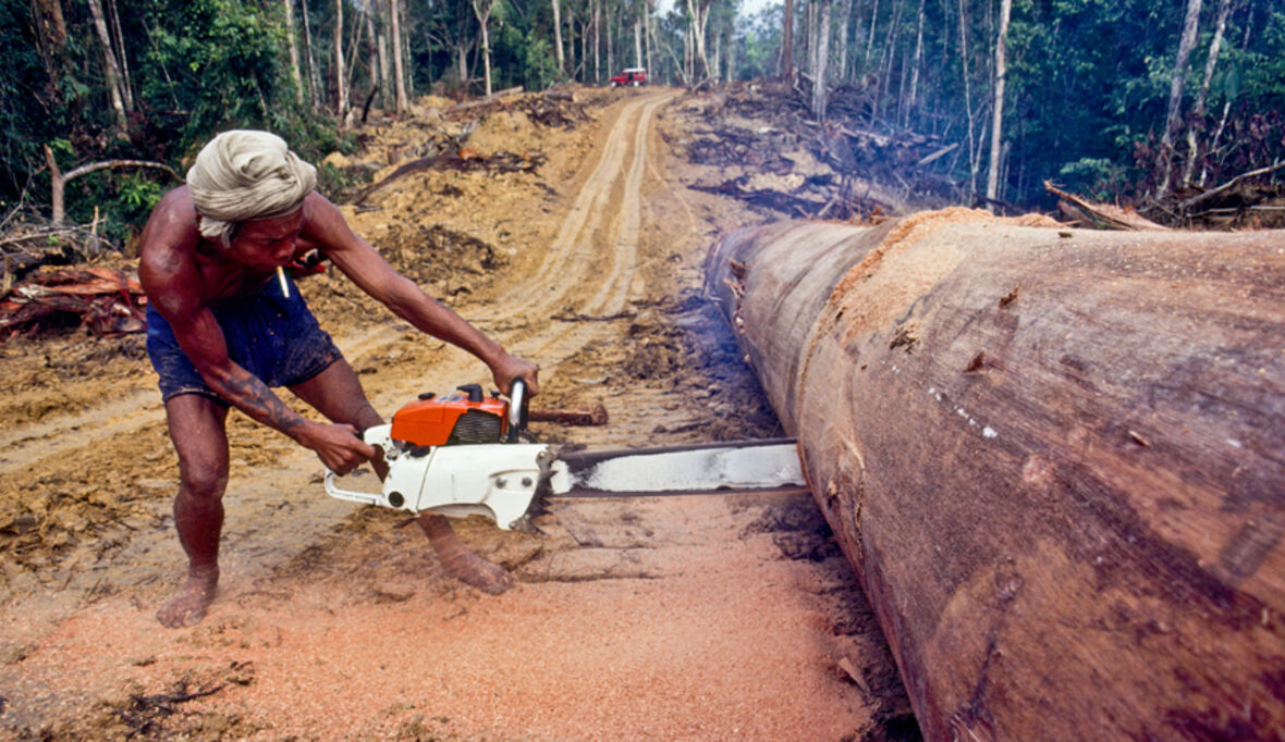 Deutsche Eiche "made in China"? Illegalen Holzeinschlag bekämpfen