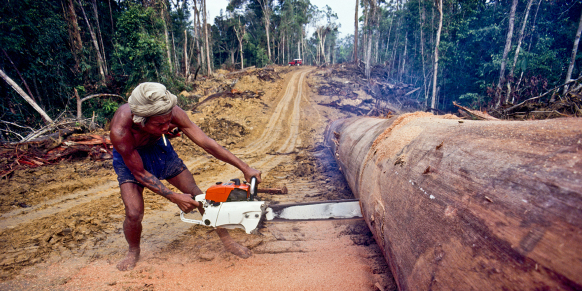 Coca, Kühe und Kahlschlag: Kolumbiens Amazonas zwischen Drogenökonomie und Weideland