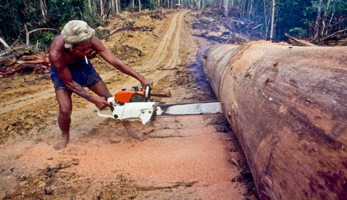 Holzmafia nimmt indigenes Volk ins Visier