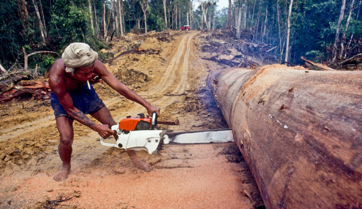 Nestlé startet Pilotprojekt gegen Abholzung