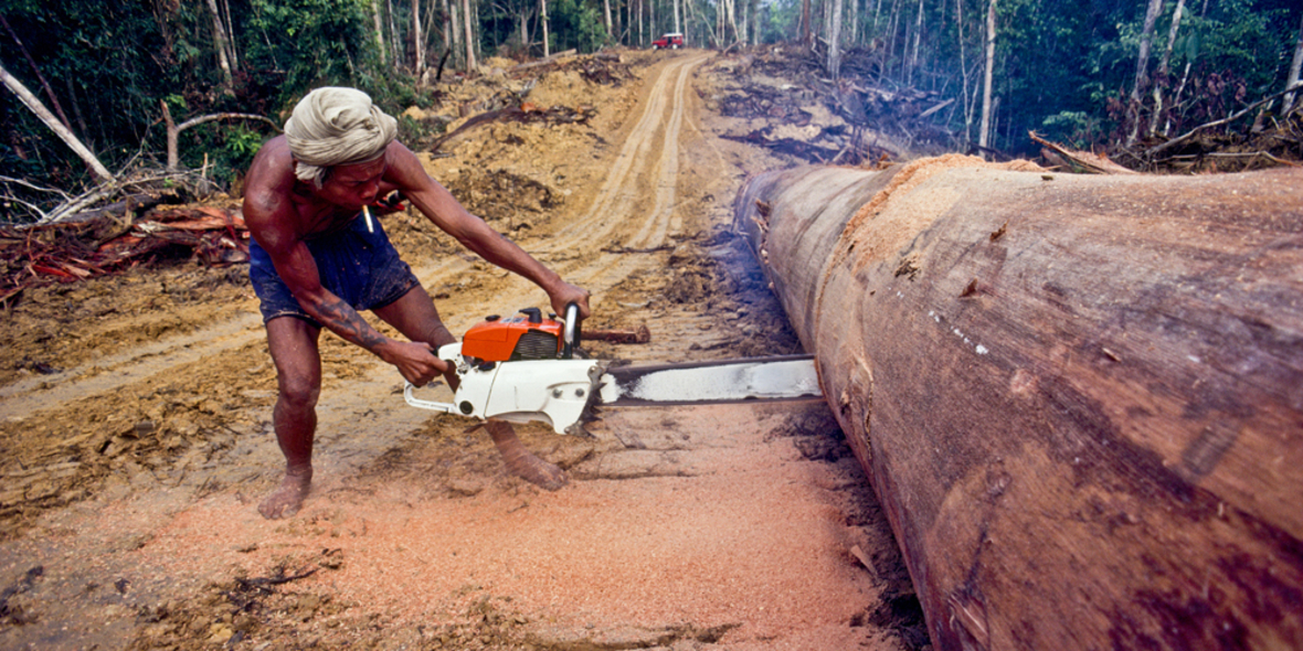 Erfolg für Greenpeace: Santander stoppt Kahlschlag-Kredite