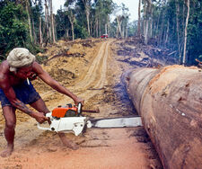 Coca, Kühe und Kahlschlag: Kolumbiens Amazonas zwischen Drogenökonomie und Weideland