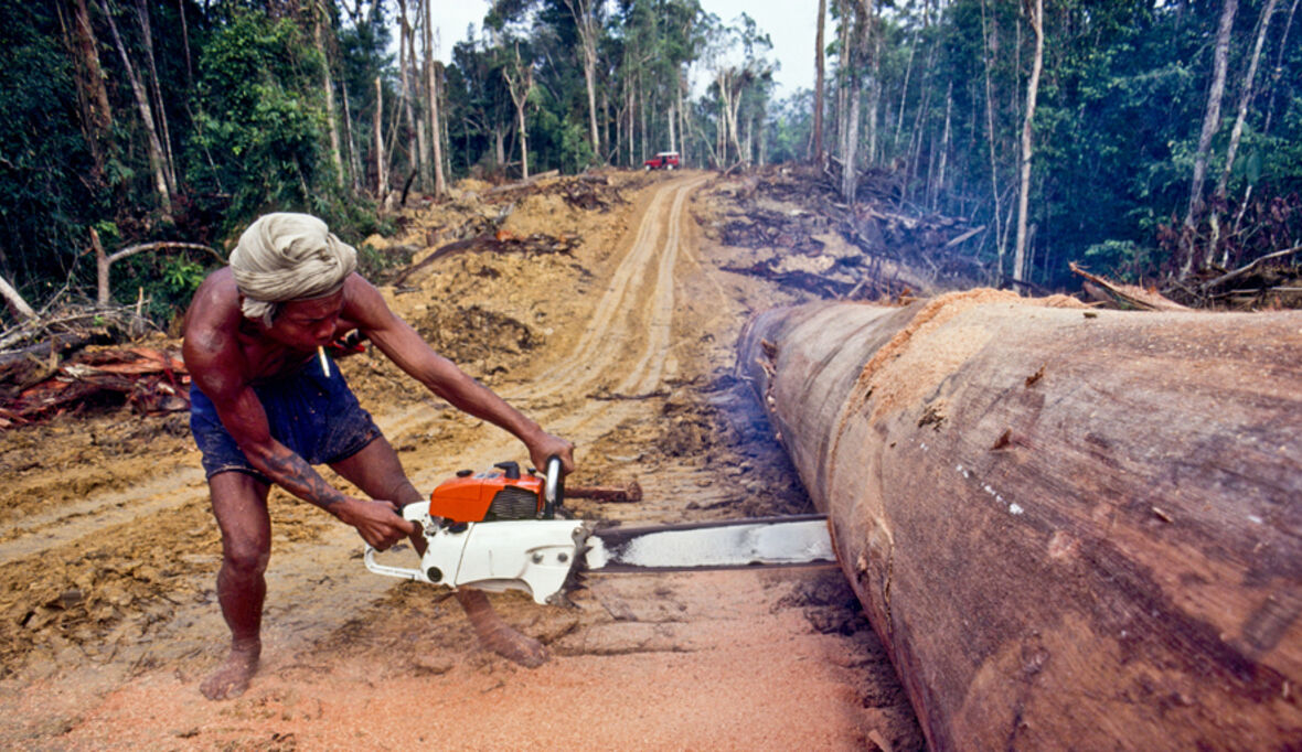 Coca, Kühe und Kahlschlag: Kolumbiens Amazonas zwischen Drogenökonomie und Weideland
