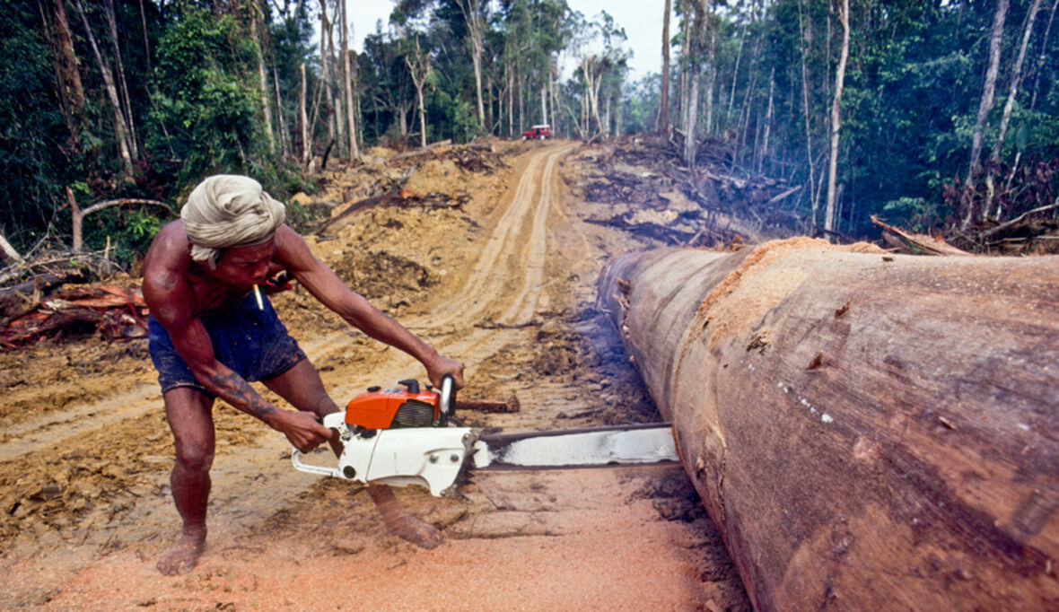 Entwaldungsverordnung: EU-Kommission plant erneute Verschiebung