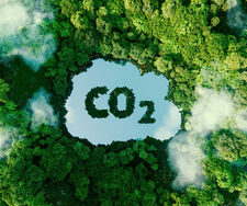 Wälder helfen im Klimaschutz vor allem als naturnahe Ökosysteme