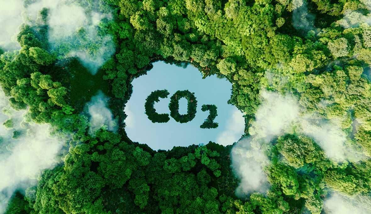 Wälder helfen im Klimaschutz vor allem als naturnahe Ökosysteme