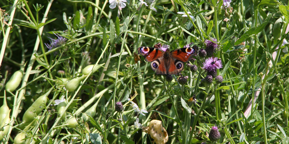 Wie steht es um die Biodiversität weltweit? 