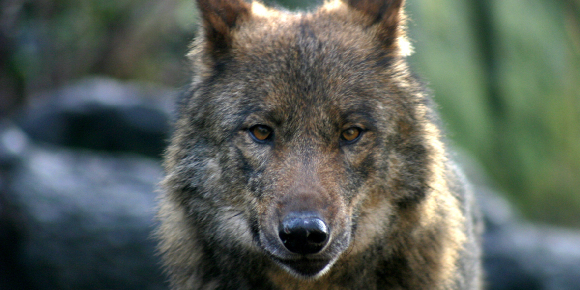 Mehr als 40 NGOs prangern Herabstufung des Wolfsschutzes an