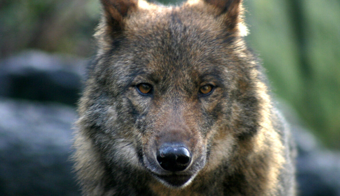 GPS-Telemetrie im Einsatz: Der Wolf kehrt zurück