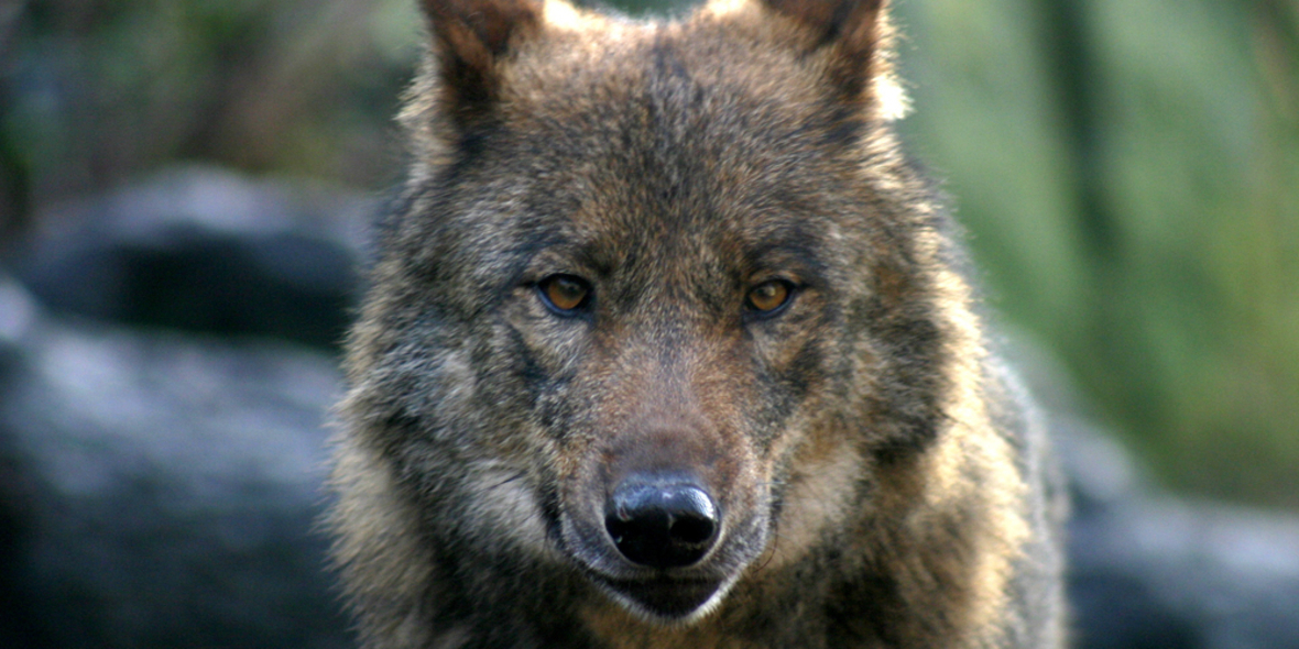 GPS-Telemetrie im Einsatz: Der Wolf kehrt zurück