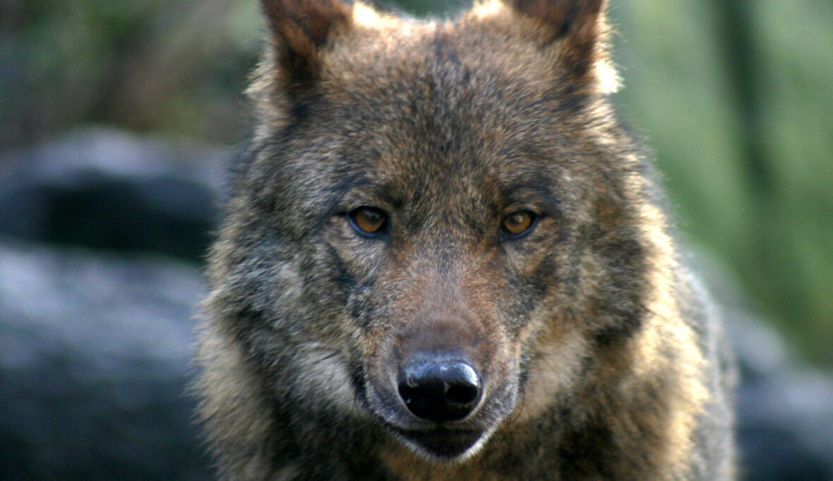 Mehr als 40 NGOs prangern Herabstufung des Wolfsschutzes an