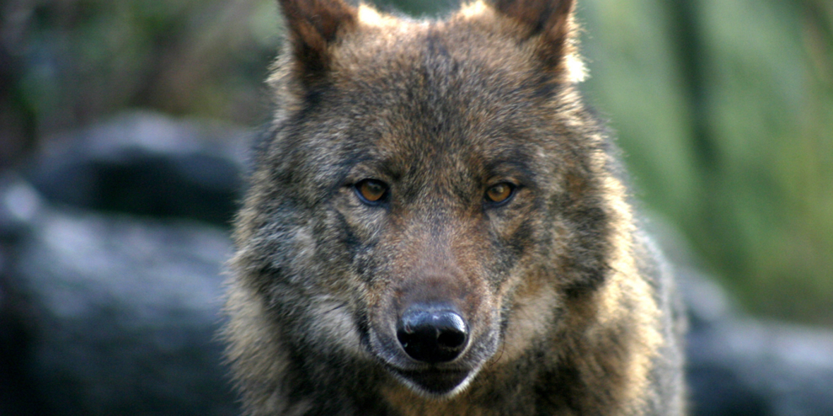 Die Rückkehr der Wölfe führt zu Konflikten