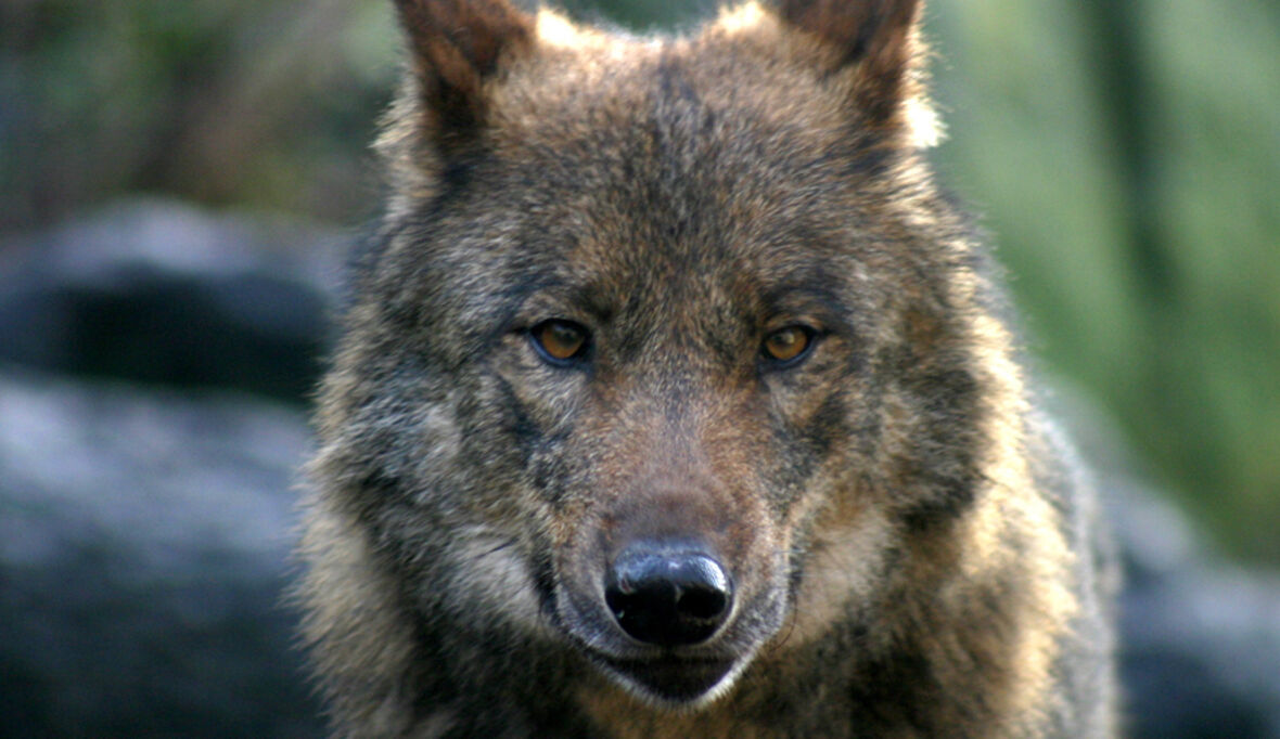 Gefährdete Arten gehören nicht ins Jagdgesetz