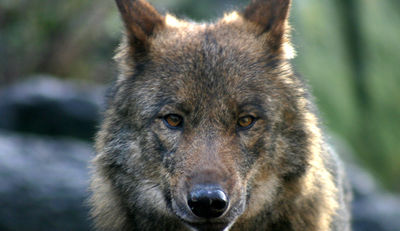 Internetportal des Bundes zum Wolf in Deutschland geht online