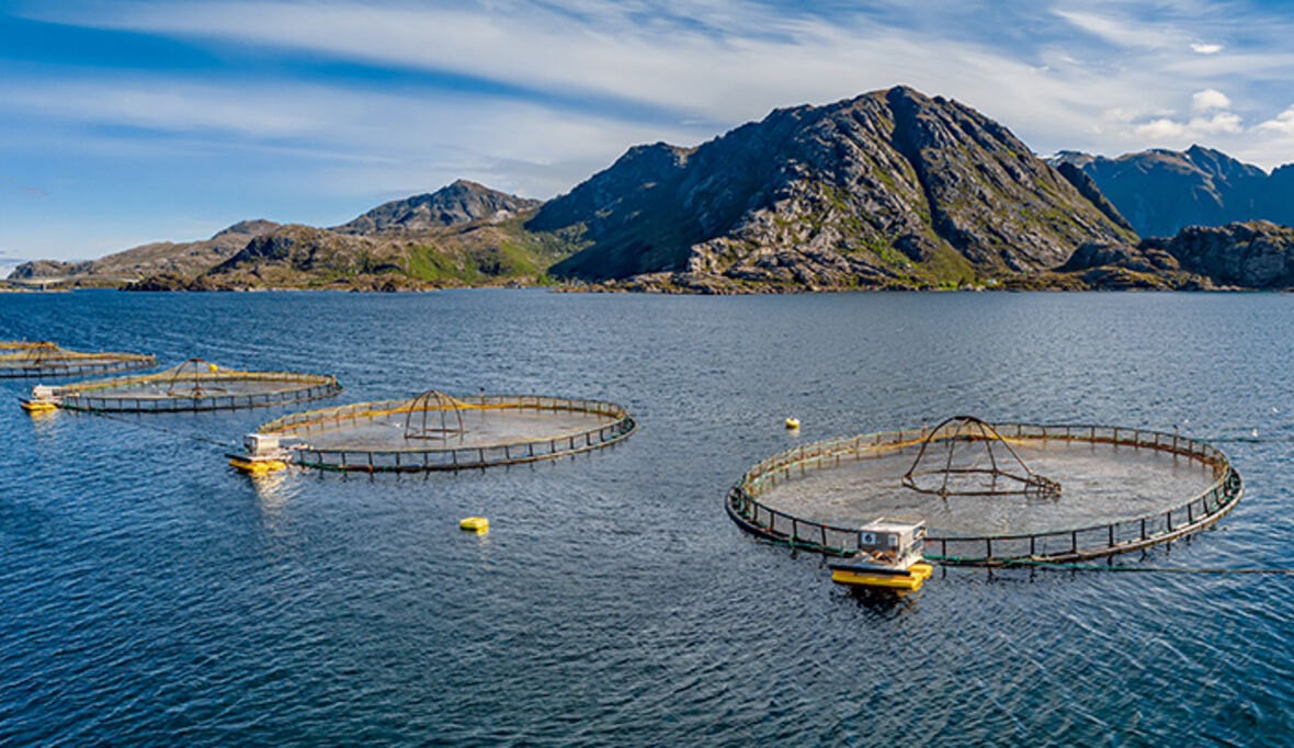 Argentinien gibt Lachszucht in Feuerland frei