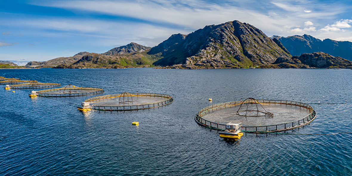 Argentinien gibt Lachszucht in Feuerland frei