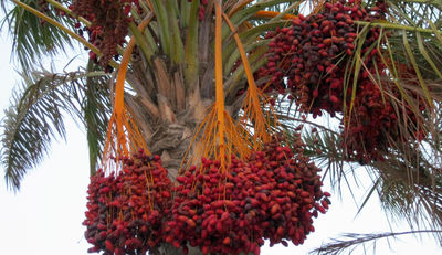 Palmöl-Anteil in Produkten steigt kontinuierlich
