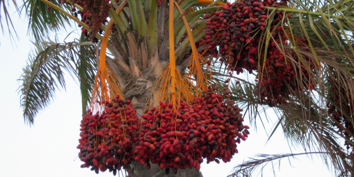 Neue Südwind-Studie: „Palmöl – der perfekte Rohstoff?"