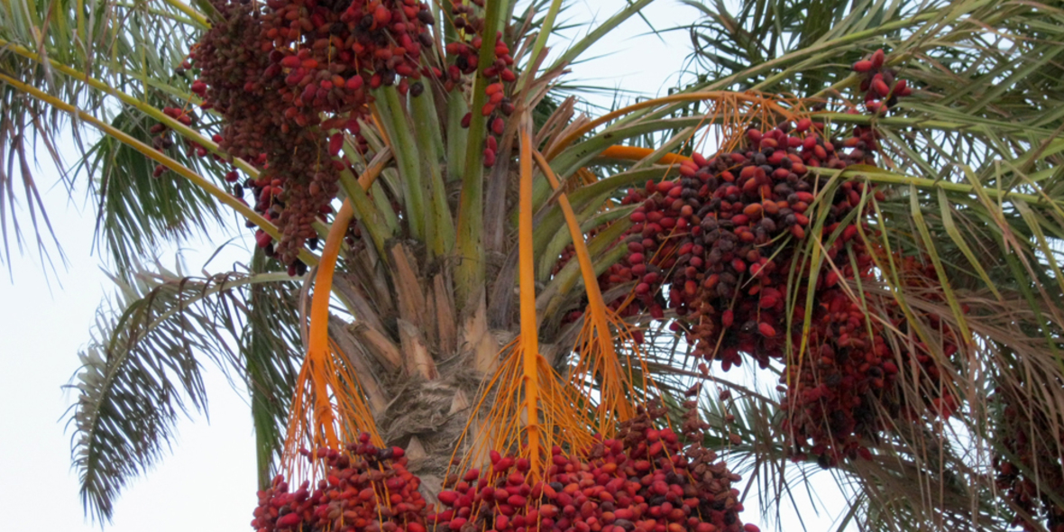 Schmutziges Palmöl in Procter & Gamble-Produkten?