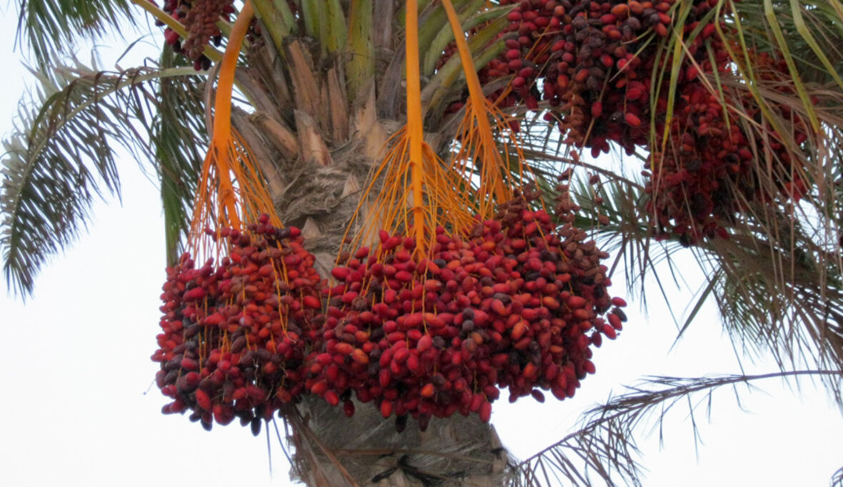Palmöl-Check 2015: Intransparenz – aber auch Fortschritt