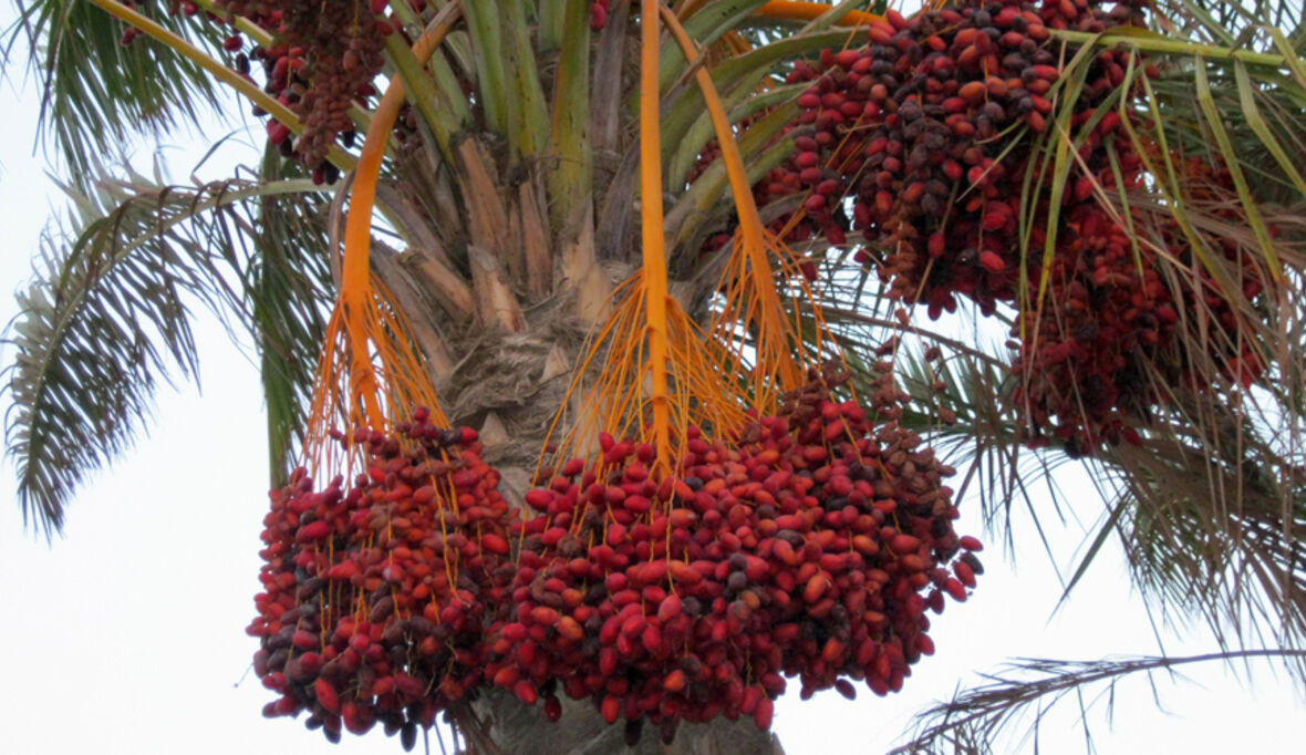 RSPO-zertifiziertes Palmöl bei Nestlé 