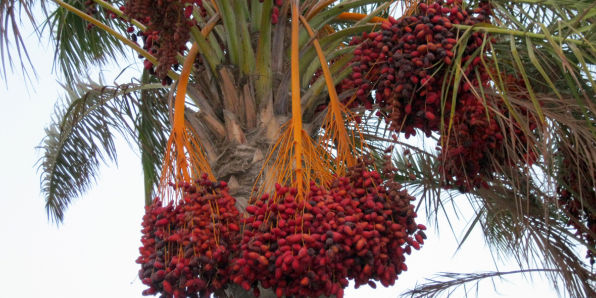 Palmöl-Anteil in Produkten steigt kontinuierlich