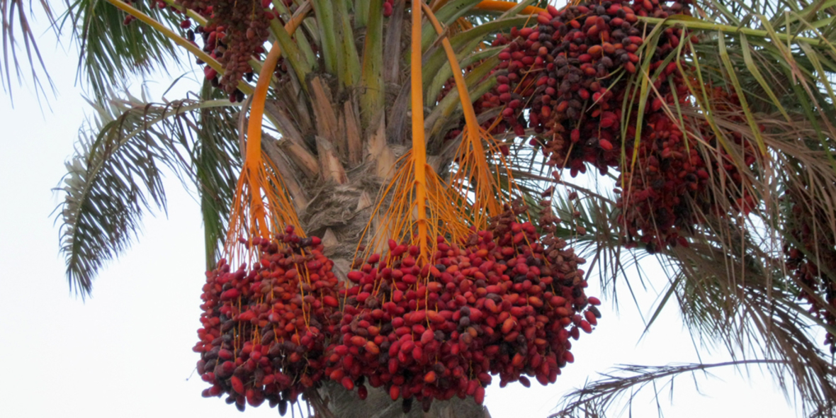 RSPO-zertifiziertes Palmöl bei Nestlé 