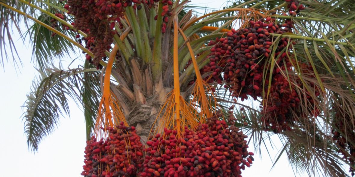 Palmöl: WWF fordert gesetzliche Vorgaben 