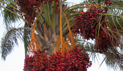 Palmöl: WWF fordert gesetzliche Vorgaben 